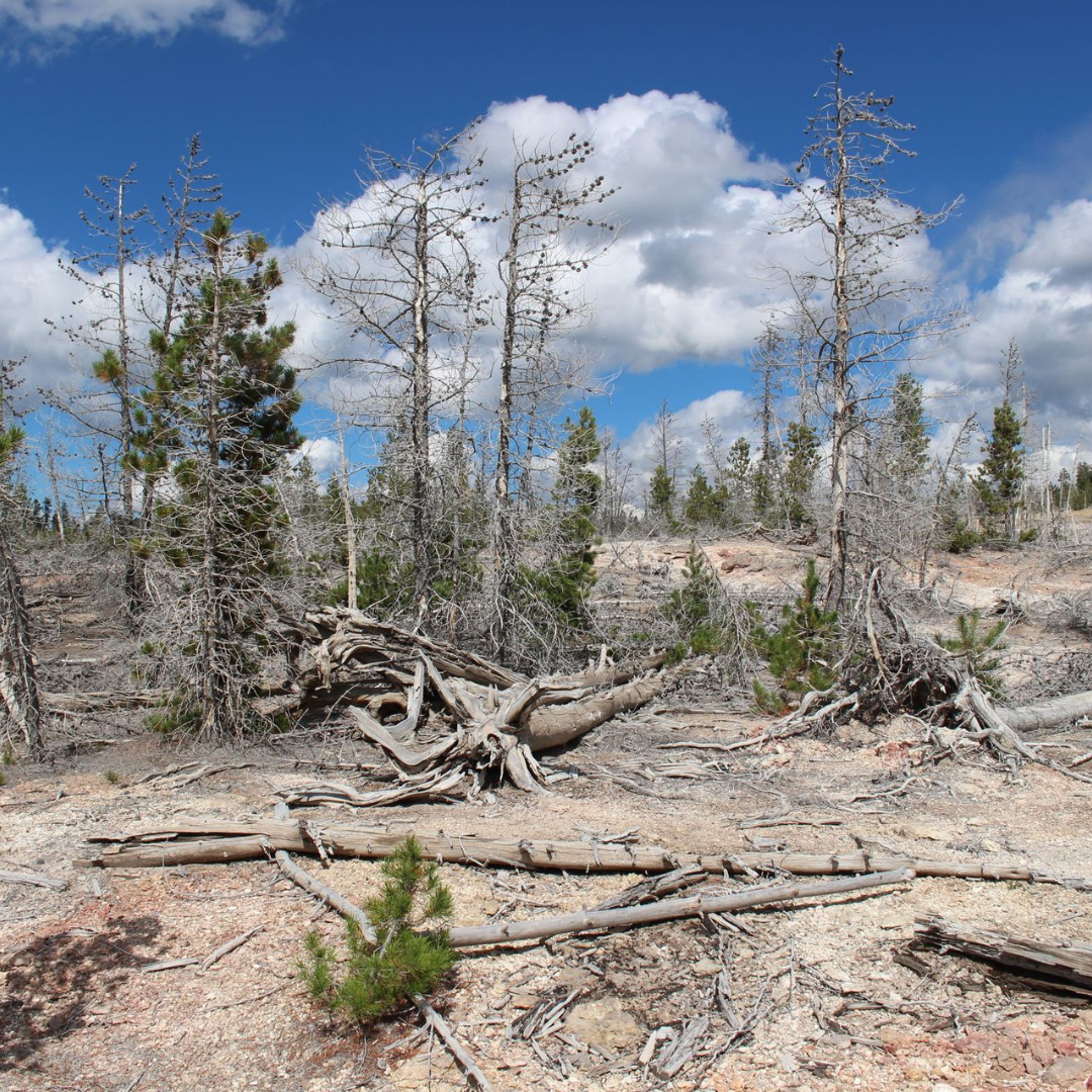 Climate Change and the Seasons: How Rising Extremes Are Reshaping Our Daily Lives
